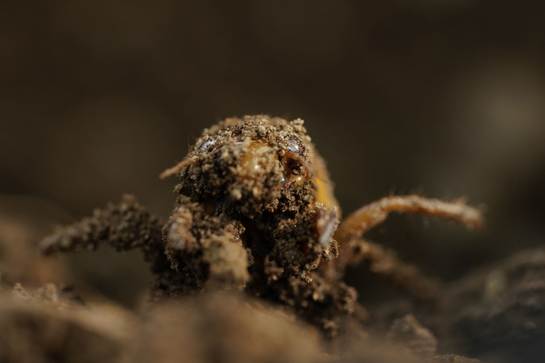 Cicada Invasion